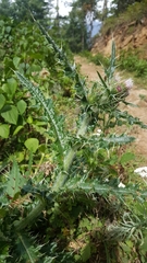 Cirsium verutum
