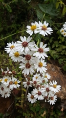 Aster trinervius