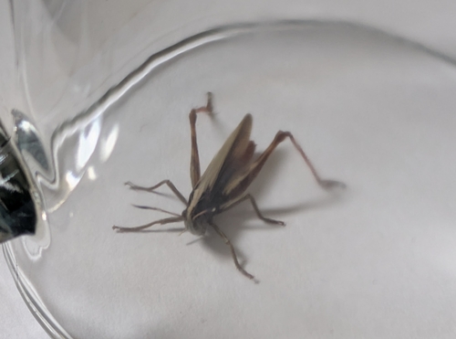 Rufous Grasshopper photo 5