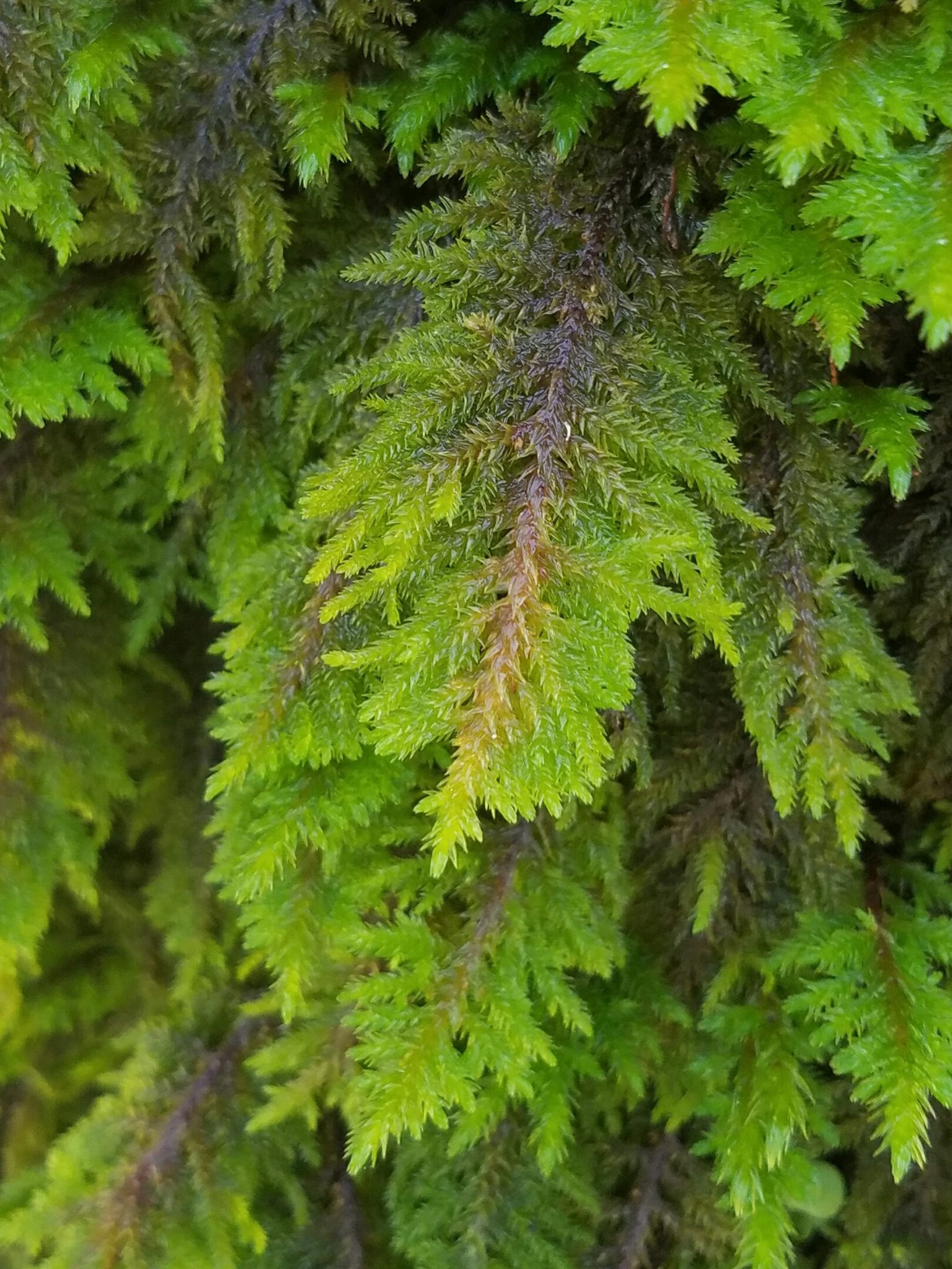Dendroalsia abietina