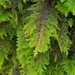 Dendroalsia abietina - Photo (c) c michael hogan, algunos derechos reservados (CC BY-NC-SA), subido por c michael hogan