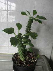 Euphorbia ritchiei