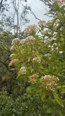 Ageratina ligustrina