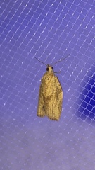 Argyrotaenia franciscana