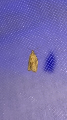 Argyrotaenia franciscana