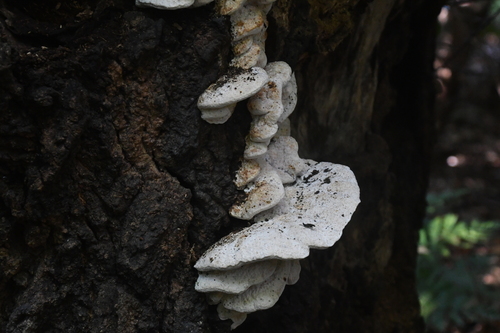 Aurantiporus fissilis