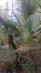 Trachycarpus