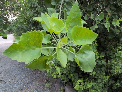 Sage glorybower (Clerodendrum phlomidis)