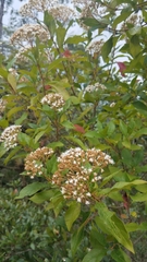 Ageratina ligustrina