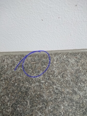 Erechthias fulguritella