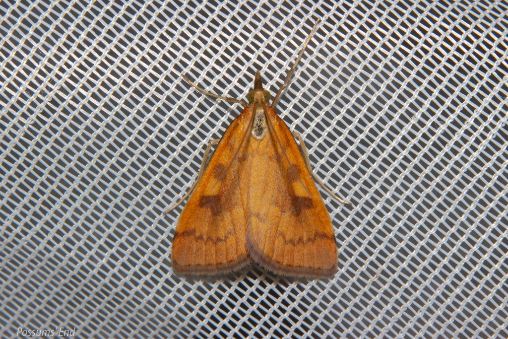 Rusty Dotted Triangle