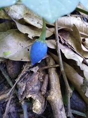 Lycianthes acapulcensis