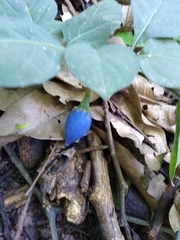 Lycianthes acapulcensis