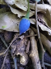 Lycianthes acapulcensis