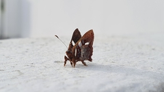 Anteros carausius carausius