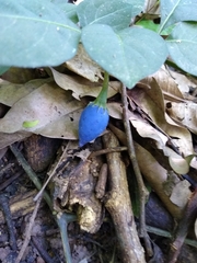 Lycianthes acapulcensis