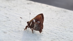 Anteros carausius carausius