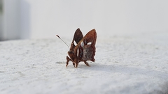 Anteros carausius carausius