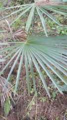 Trachycarpus