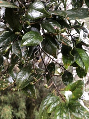 Symplocos macrostroma