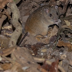 Melomys cervinipes