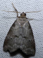Hyperstrotia pervertens