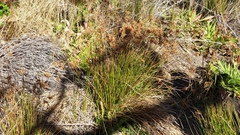 Juncus balticus ater