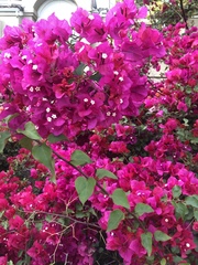Bougainvillea
