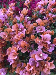 Bougainvillea