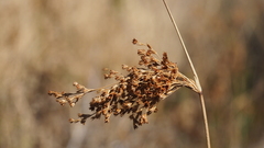 Juncus balticus ater