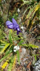 Aconitum ferox