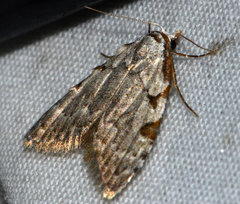 Nola triquetrana