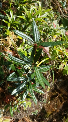Berberis wallichiana