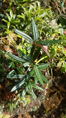Berberis wallichiana