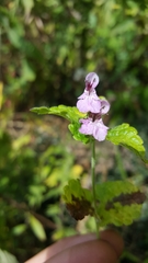 Stachys melissifolia
