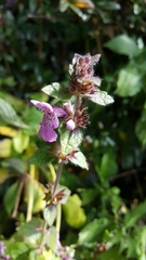 Stachys melissifolia