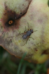 Helina depuncta