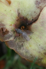Helina depuncta