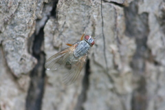 Helina depuncta