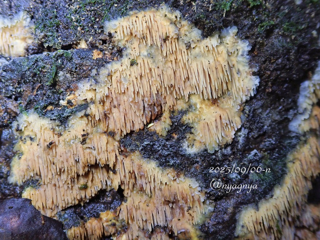 Radulomyces copelandii · September 2025 · photo: © atsushi_nakajima_cirque (iNaturalist, cc-by)