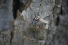 Helina depuncta