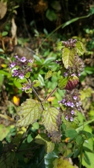 Clinopodium umbrosum