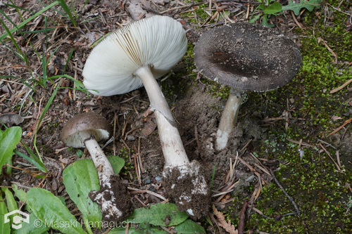 Amanita esculenta