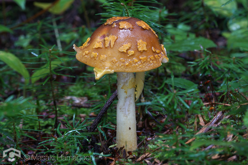 Amanita flavipes