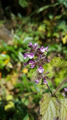 Clinopodium umbrosum