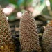 Ombrophytum peruvianum - Photo (c) Riley Fortier,  זכויות יוצרים חלקיות (CC BY-NC), הועלה על ידי Riley Fortier