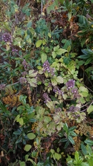 Clinopodium umbrosum