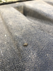 Paranaemia vittigera