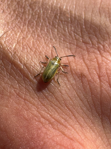 Mediterranean Tamarisk Beetle