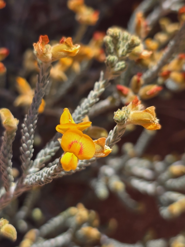 Phyllota humilis